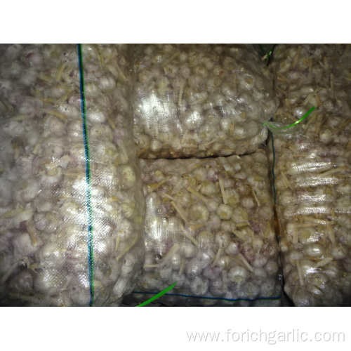Normal White Garlic High Quality Crop 2019